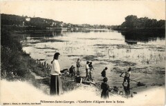 Villeneuve Saint-Georges Cueillette d'Algues dans la Seine à Villeneuve-Saint-Georges