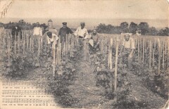 Misere Des Vignerons