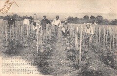 Misere Des Vignerons