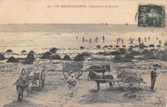 Les Sables D'Olonne / Ramasseurs De Goemon aux Sables-d'Olonne