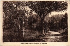 Foret de Senart Carrefour du Tremble France