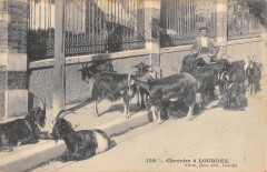 Chevrier A Lourdes à Lourdes