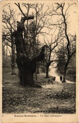 Sceaux Un vieux Chataignier France à Sceaux