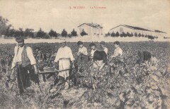 Beziers - La Vendange -
													34 Hérault
												