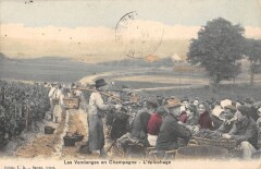 Les Vendanges En Champagne / L'Epluchage -
													51 Marne
												