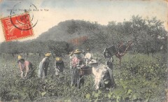 La Vendange Dans Le Var