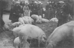 La Foire De Saint Pol De Leon - Devant Les Gorets - L'Embarras Du Choix