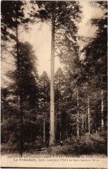 Foret de La Jouz Le Président sapin -
													39 Jura
												