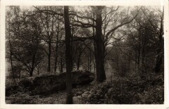 Saint-Remy-les-Chevreuse Sous-Bois à Chevreuse