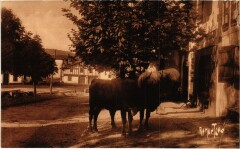 Pays Basque Ainhoa -
																					64250 Ainhoa
																			