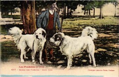 Pyrénées Chiens des Pyrénées Folklore