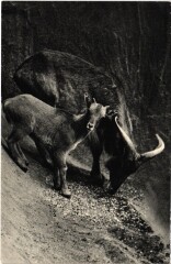 Paris Bois de Vincennes Mouflon