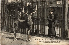 Paris Jardin des Plantes Cervus hippelafus