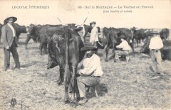 Cantal - Sur La Motagne - Le Vacher Au Travail
