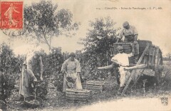 Cote D'Or - Scene De Vendanges