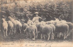 Petite Bergere Creusoises