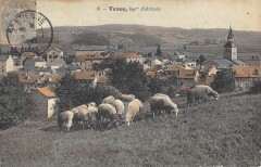 Tence - Moutons à Tence