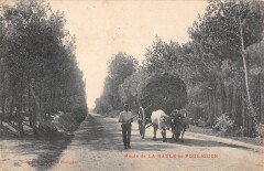 Route De La Baule Au Pouliguen - Attelage De Boeufs