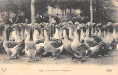 Une Famille En Villegiature - Oie