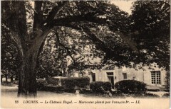 Loches Chateau Royal Marronnier plante à Loches