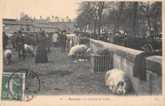 Nevers - Champ De Foire - Cochons à Nevers