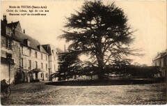 Tours Musee - Cedre du Liban à Tours