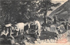 Les Pyrenees - Un Paturage - Vaches