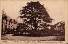 Tours Musee des Beaux Arts Cedre du Liban à Tours
