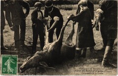 Foret de Saint-Fargeau Chasse a courre Préparatifs la Curée Hunting à Saint-Fargeau
