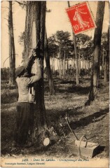 Landes Cramponnage des Pins Folklore