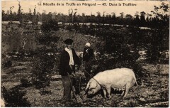 En Périgord Récolte de la Truffe dans la Truffiere -
													46 Lot
												