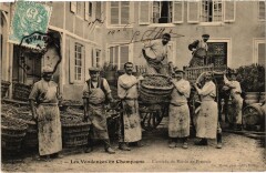 Vendange en Champagne arrivée du Raisin au pressoir Folklore