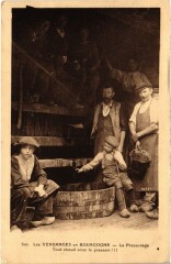 Les Vendanges en Bourgogne Le Pressurage Grape Harvest