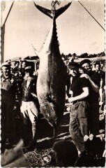 Thon de 191 Kgs. Record de France Capture a la ligne baire de Lan