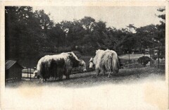 Paris 16e-bétail à Paris 16e