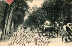Carte postale ancienne Bois de Boulogne - Allée des Acacias
                                                                     à Paris 16e
                                