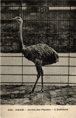 Paris 5e-Jardin des Plantes-L'Autruche à Paris 5e