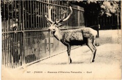 Paris 5e-Museum d'Histoire Naturelle-Cerf à Paris 5e