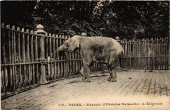Paris 5e-Musée d'Histoire Naturelle-L'Eléphant à Paris 5e