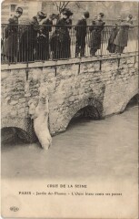 Inondations 1910 Paris Jardin des Plantes Ours blanc