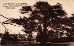 Montigny-Lencoup - Cedre du Liban Plante par Bernard de Jussieu à Montigny-Lencoup