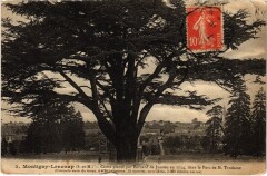 Montigny-Lencoup - Cedre Plante par Bernard de Jussieu en 1734 à Montigny-Lencoup