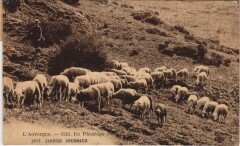 L'Auvergne - Un Paturage