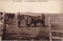En Auvergne - Sur la Montagne - La Traite des Vaches