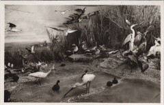 Paris Expo 1937 Pavillon Roumain