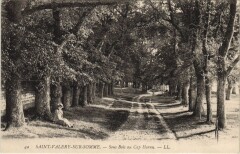 Saint-Valery-sur-Somme Sous bois au Cap Hornu à Saint-Valery-sur-Somme