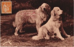 Chiens des Pyrenees France