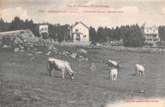 Font Romeu - Paturage Devant Les Chalets - Vaches