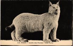 Paris 5e-Jardin des Plantes-Chat Lynx -
																					75005 Paris 5e
																			