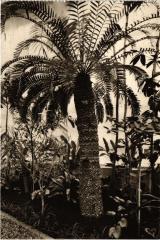 Paris 5e-Jardin d'Hiver-Une Cycadée millénaire -
																					75005 Paris 5e
																			